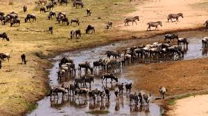 4 Days 3Night Safari For Serengeti, Ngorongoro And Tarangire