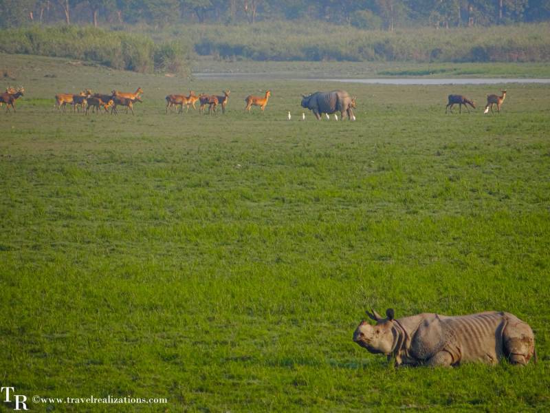 Kaziranga Safari 3N - 4D Tour Package Image