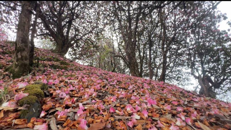 Poon Hill Trek 5-Day