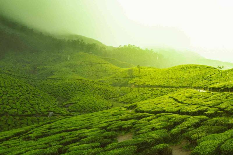 Ooty Tour Package from Bangalore 3 Nights 4 Days