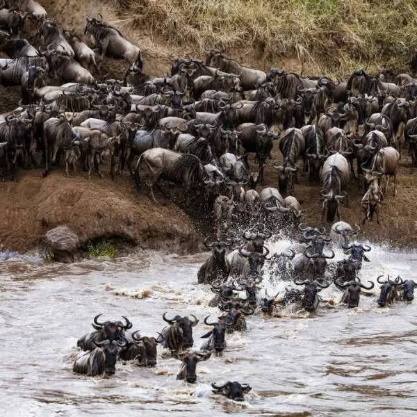 4 Day Wild & Wellness Experience- Masai Mara| Naivasha