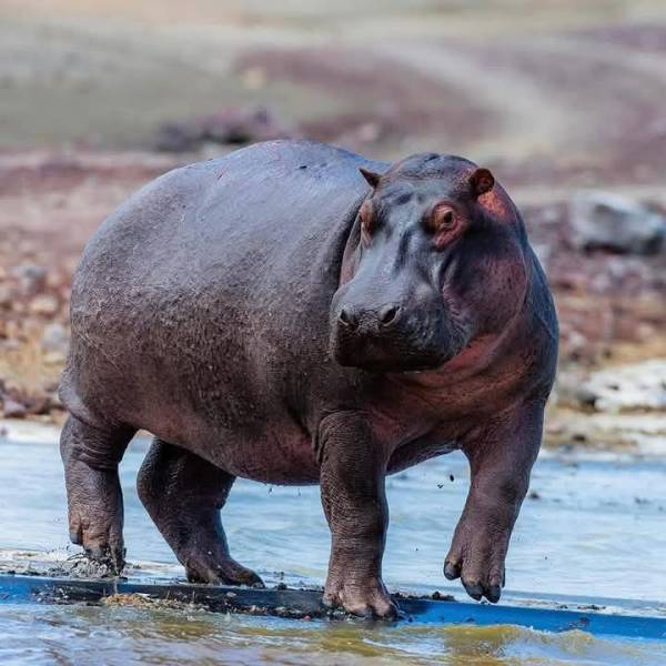 4 Day Wild & Wellness Experience- Masai Mara| Naivasha