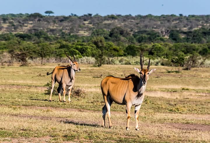 4 Day Wild & Wellness Experience- Masai Mara| Naivasha