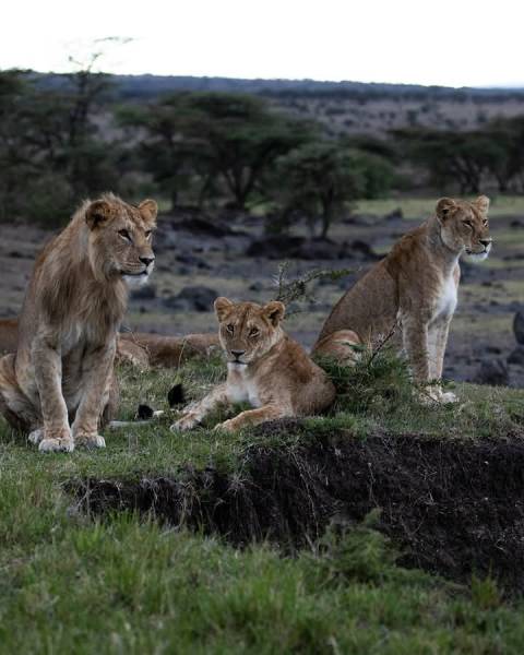 4 Day Wild & Wellness Experience- Masai Mara| Naivasha