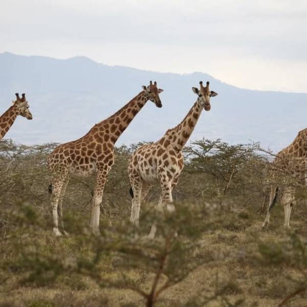 4 Day Wild & Wellness Experience- Masai Mara| Naivasha