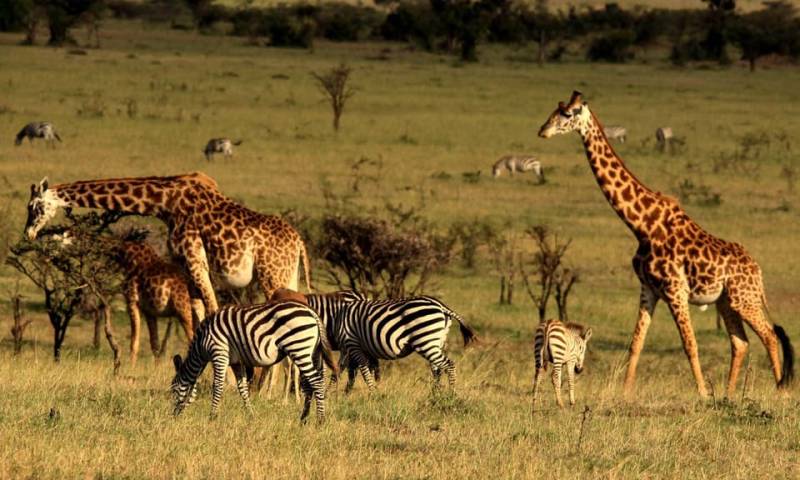 4 Day Wild & Wellness Experience- Masai Mara| Naivasha