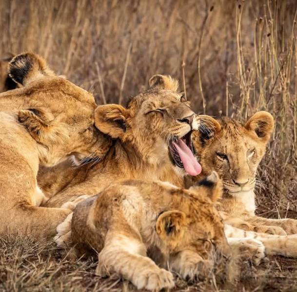 4 Day Wild & Wellness Experience- Masai Mara| Naivasha