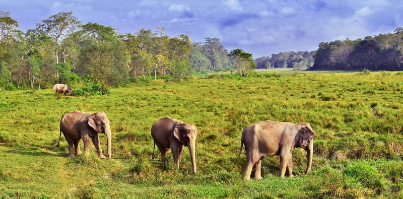 Kathmandu - Nepalgunj - Bardia National Park Tour Image