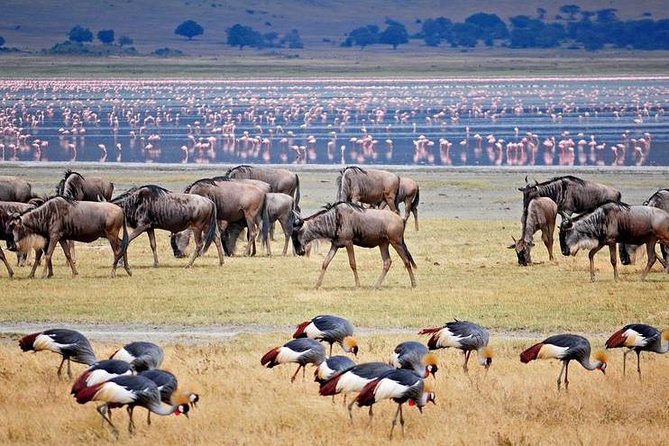 6N - 7D Tanzania Safari Tour