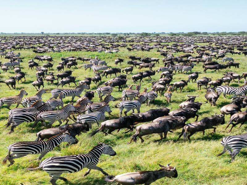 6N - 7D Tanzania Safari Tour