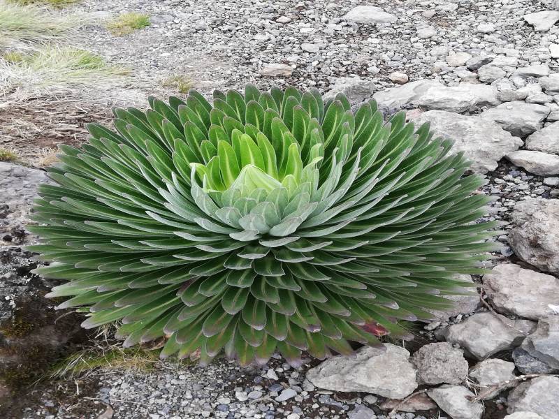 8 D 7 N Machame route tour package