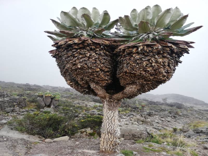 8 D 7 N Machame route tour package