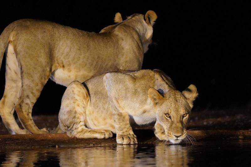 6-Day Kenya & Tanzania Big 5 Tracking Safari