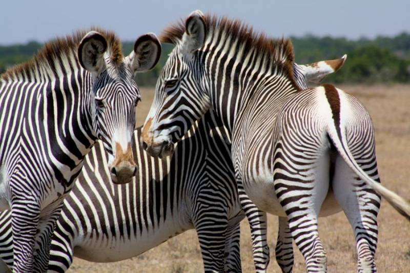 3 Days 2 Nights Magnificent Mara