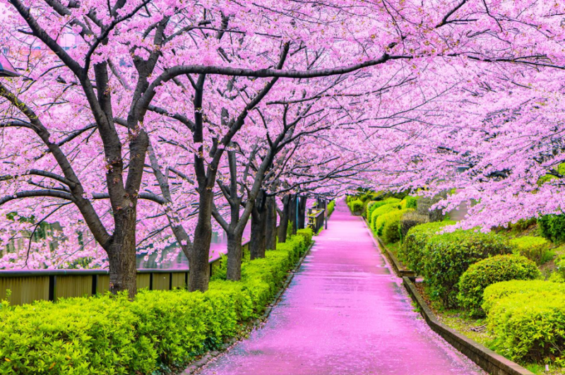 8 Night - 9 Days Cherry Blossom Charm Tour