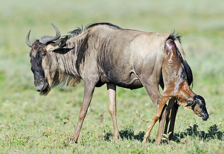 5 Days Of Ndutu Great Migration During Wildebeest Calving Season Tour Image