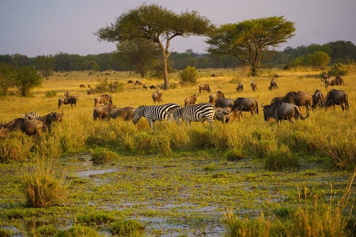 6 Days Fly In Serengeti And Ngorongoro Safari During Calving Season In Ndutu Tour Image