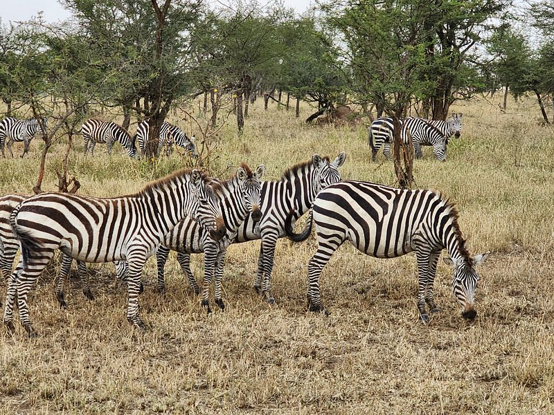 7-Day Honeymoon Bliss: Luxury Safari & Zanzibar Island Escape