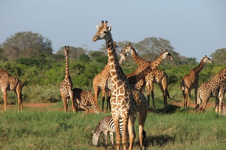 Tarangire & Ngorongoro in 2 Days – Departing from Zanzibar