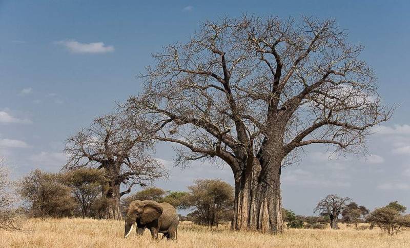 Tarangire & Ngorongoro in 2 Days – Departing from Zanzibar