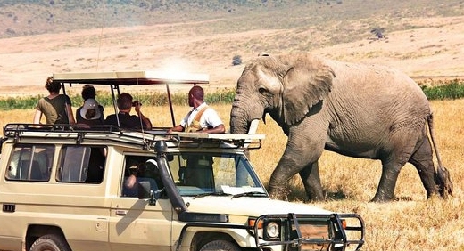 Unforgettable 8-Day Halal-Friendly Safari in Tanzania