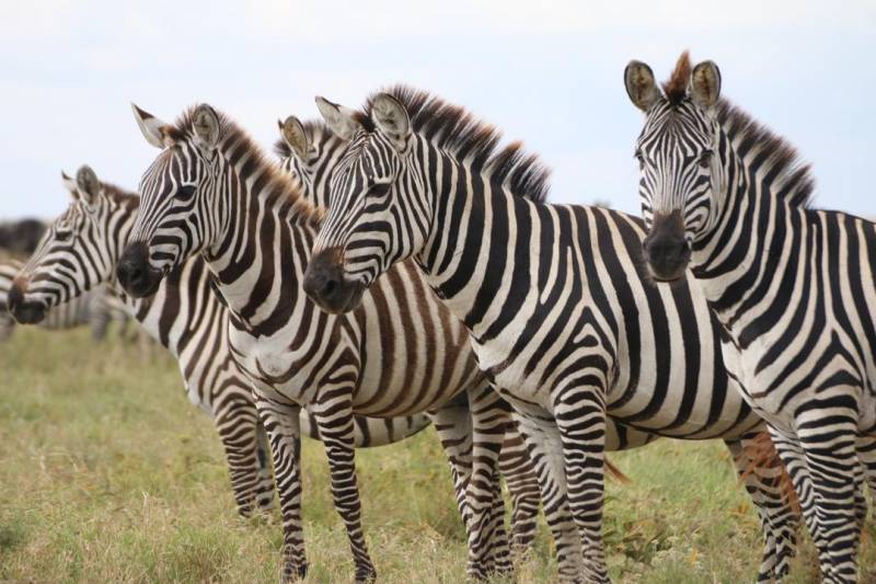 Unforgettable 8-Day Halal-Friendly Safari in Tanzania