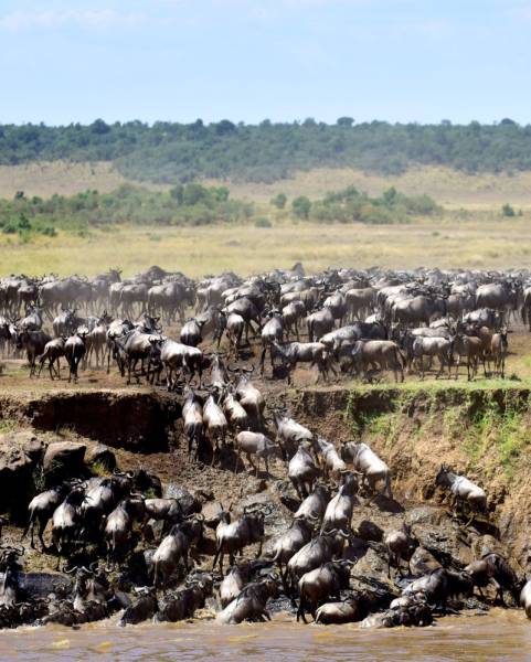 Unforgettable 8-Day Halal-Friendly Safari in Tanzania