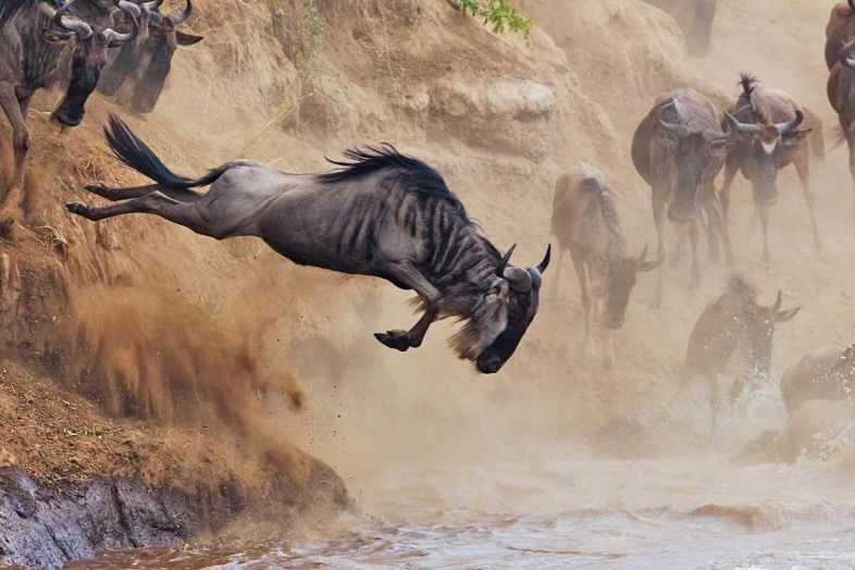 Unforgettable 8-Day Halal-Friendly Safari in Tanzania