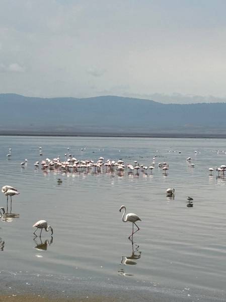 6-day Bird-watching Safari in Tanzania
