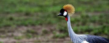 6-day Bird-watching Safari in Tanzania