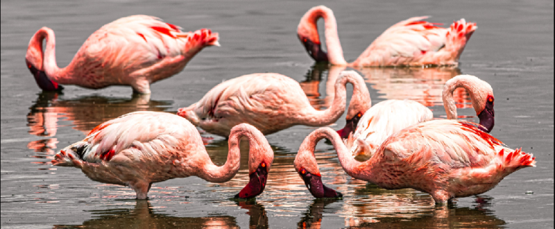 6-day Bird-watching Safari in Tanzania