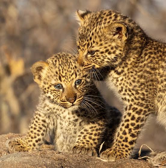 6-day Bird-watching Safari in Tanzania