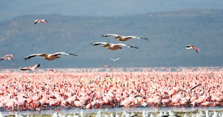 6-day Bird-watching Safari in Tanzania