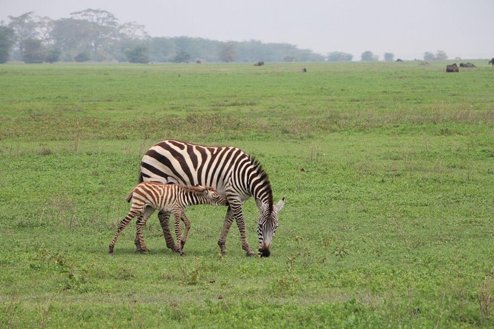 2-Day Fly-in Safari from Zanzibar to Serengeti & Ngorongoro Crater