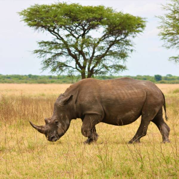 2-Day Tarangire & Ngorongoro Safari from Zanzibar Image