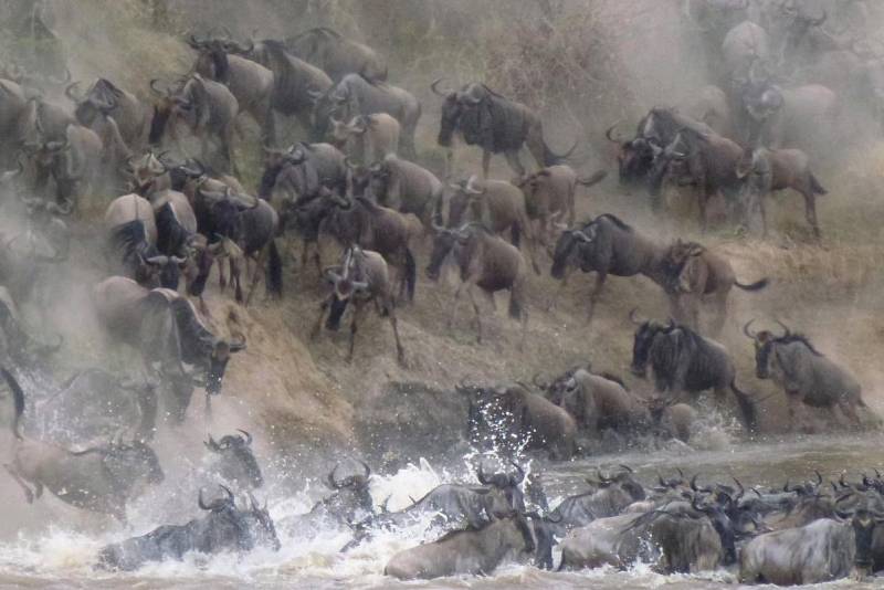 9 Days of the Great Migration: Witness the Mara River Crossing