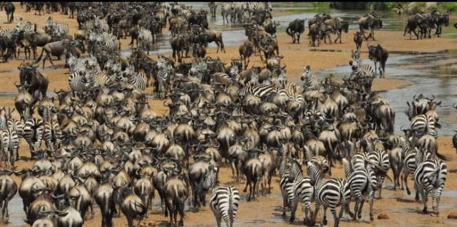 9 Days of the Great Migration: Witness the Mara River Crossing