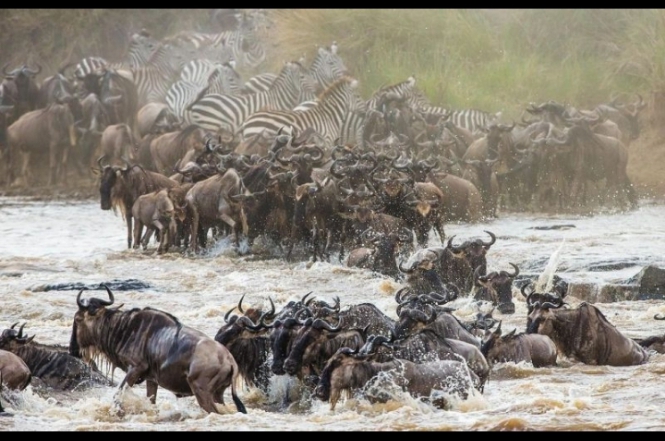 9 Days Of The Great Migration: Witness The Mara River Crossing
