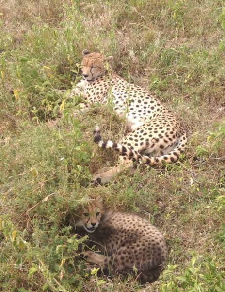 9 Days of the Great Migration: Witness the Mara River Crossing