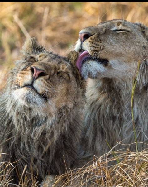9 Days of the Great Migration: Witness the Mara River Crossing