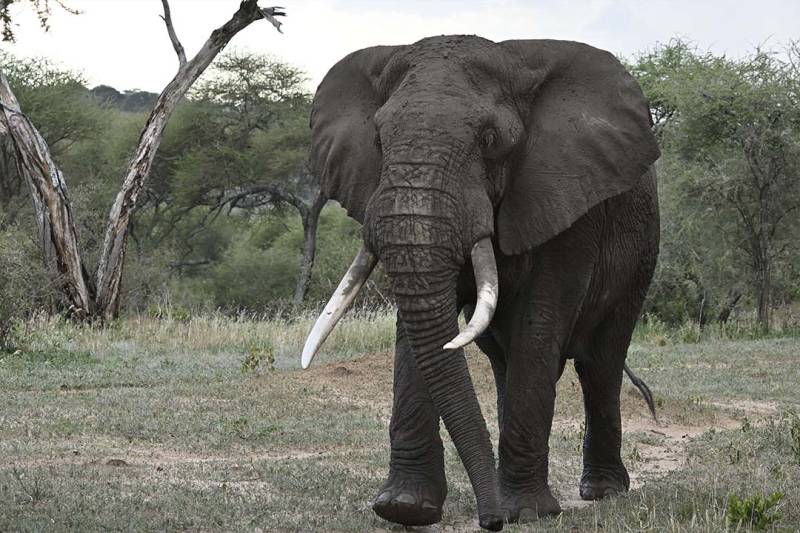 9 Days of the Great Migration: Witness the Mara River Crossing