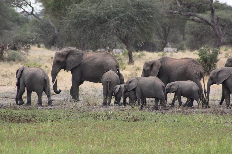 9 Days of the Great Migration: Witness the Mara River Crossing