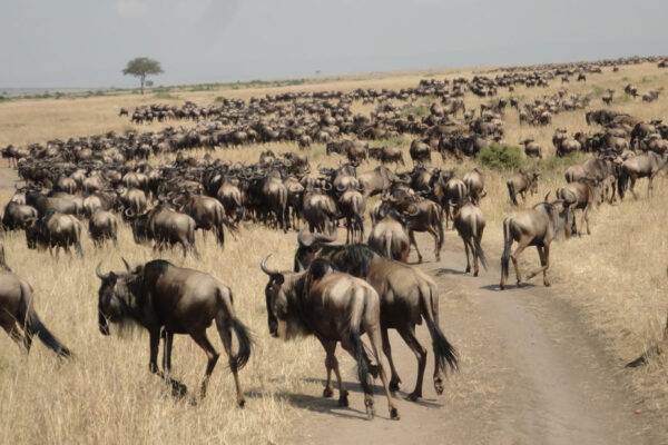 9 Days of the Great Migration: Witness the Mara River Crossing