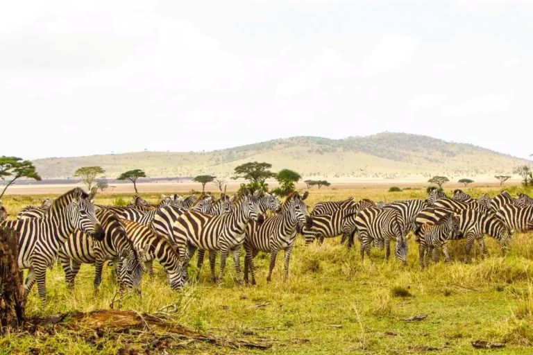 7 Day Wildbeest Mara River Cross Tour