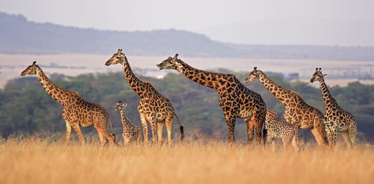 3 Days Ultimate Wildlife - Cultural Experience Tour