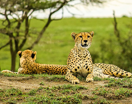 4 Day Tanzania Luxury Safari Tour Image