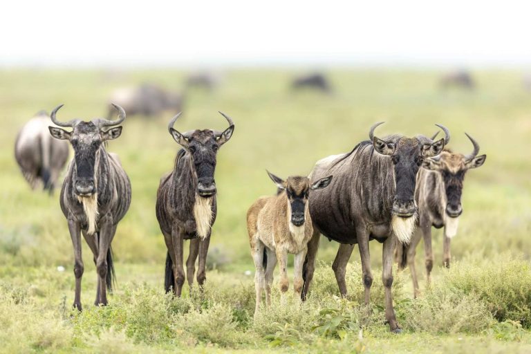 6 Day Calving Season - Ndutu - Serengeti Migration Tour