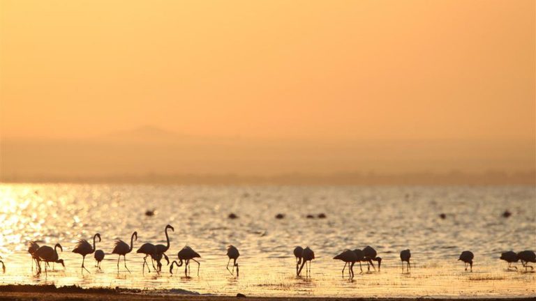 4 Day Mid-Range Tanzania Safari Tour Image