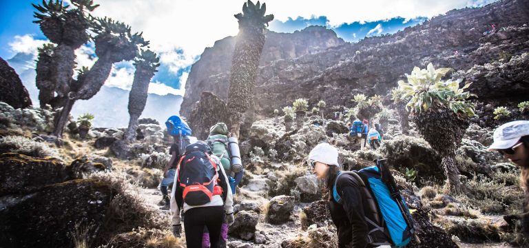 8 Days Kilimanjaro Trekking Via Northern Circuit Route Tour Image