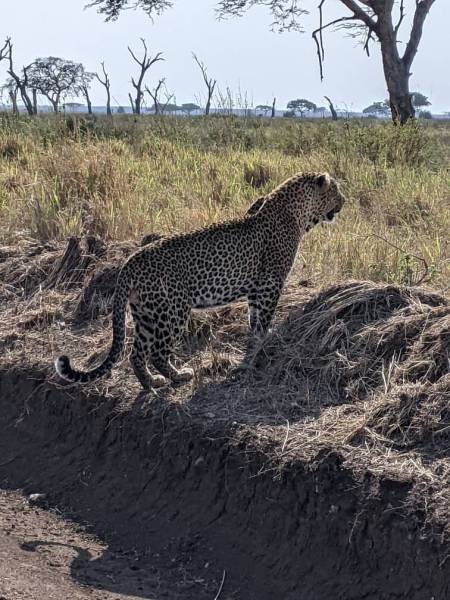6 Day Calving Season - Ndutu - Serengeti Migration Tour